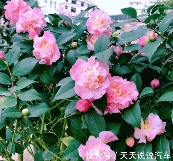 金边瑞香|5种“不怕冷”的花,现在养一盆正当时,花艳色美香味浓,好养