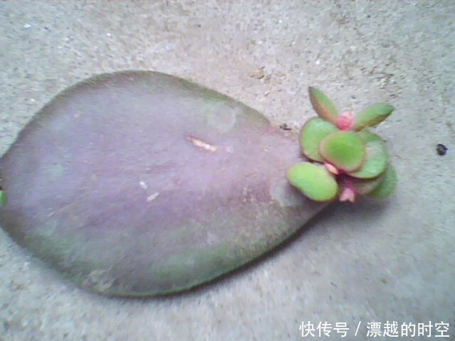 春天养“3种花”,叶子扔盆里,10天生根、发芽,养好能开花