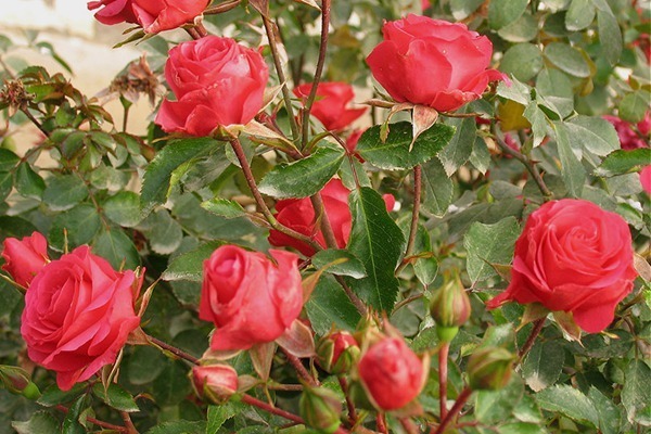 喜欢菊花，不如养盆“玫瑰精品”赫尔恩，花开艳丽，非常好种植！