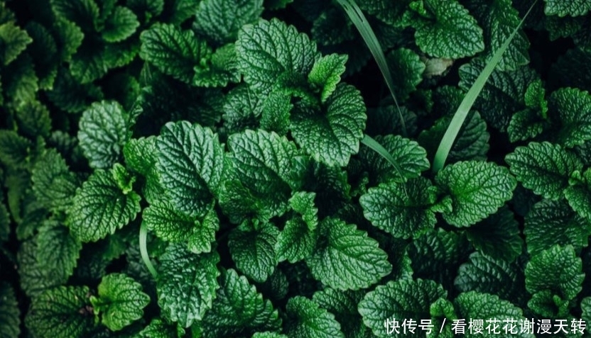 光照|新手种花总嫌花太贵？这几种花会推荐给你，每种只卖十块还特别好看