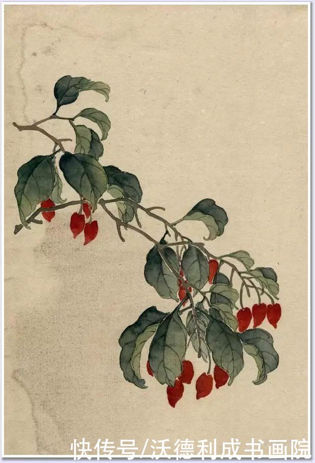 画菊|没骨百花图欣赏，美到骨子里