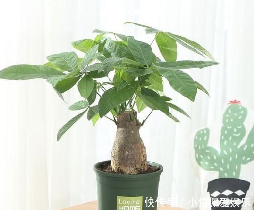 养人|客厅养花别乱养,3种花最合适,最后一种镇宅、聚财又养人