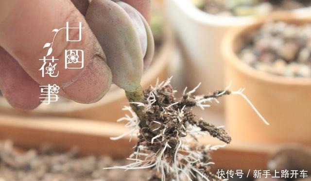 多肉有4种根型,上盆方法各不相同,现配图示意,望帮到新手肉友!