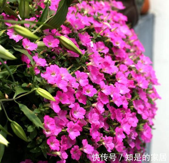 这些花儿,种着种着就变成瀑布了,很好种的哦