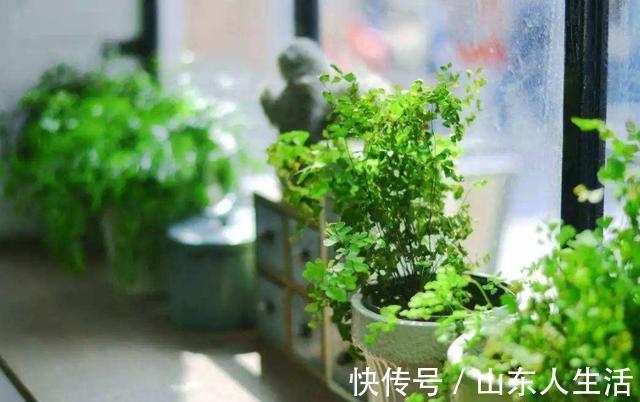 浇花|什么啤酒，白糖水，都不如几滴“它”，养花生根效果特别棒！