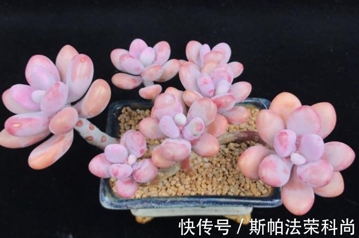 养多肉桃蛋,前提条件做好,做足“1多2少”,养出粉嫩“丸叶”