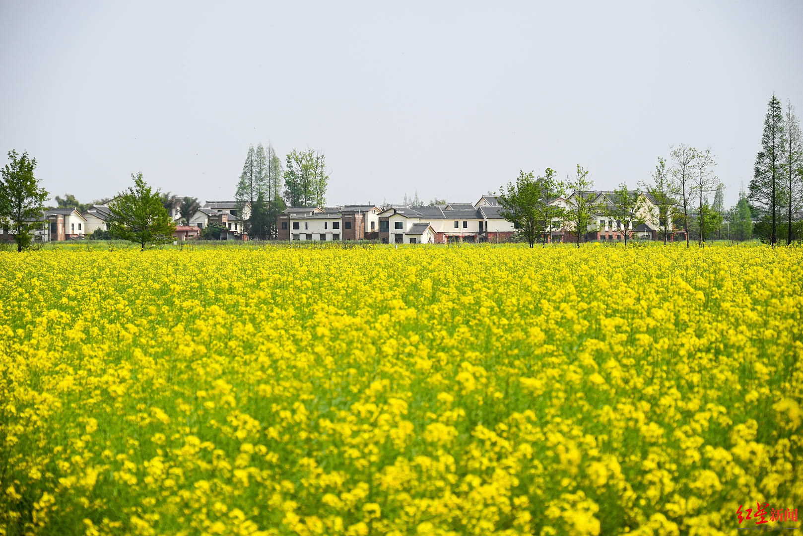 花花花花花~且看公园城市的“花月令”