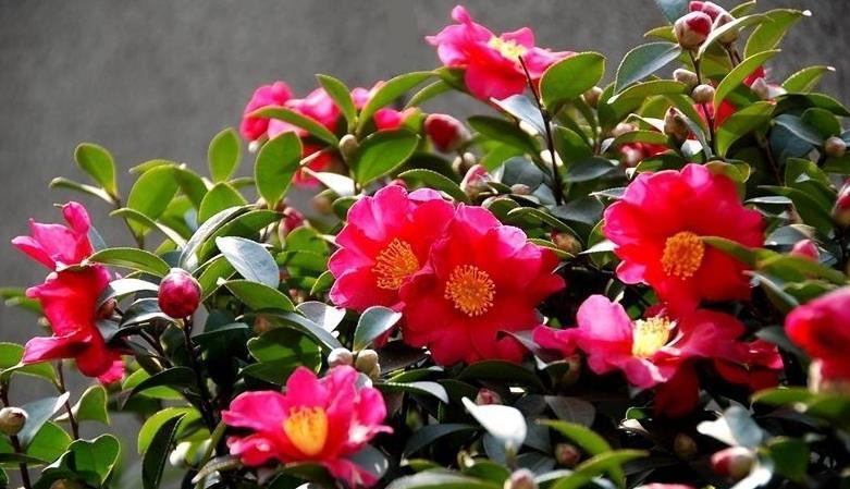 发酵鸡粪、羊粪、蚯蚓粪,到底该选哪一种?看完终于不再迷惑了