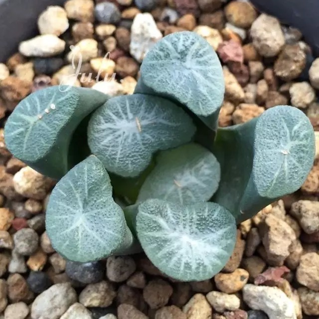 名贵植物排行,令人大开眼界!