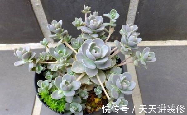 莲华|子持莲华是瓦松属多肉植物的颜值担当，夏季可生长，好养易群生