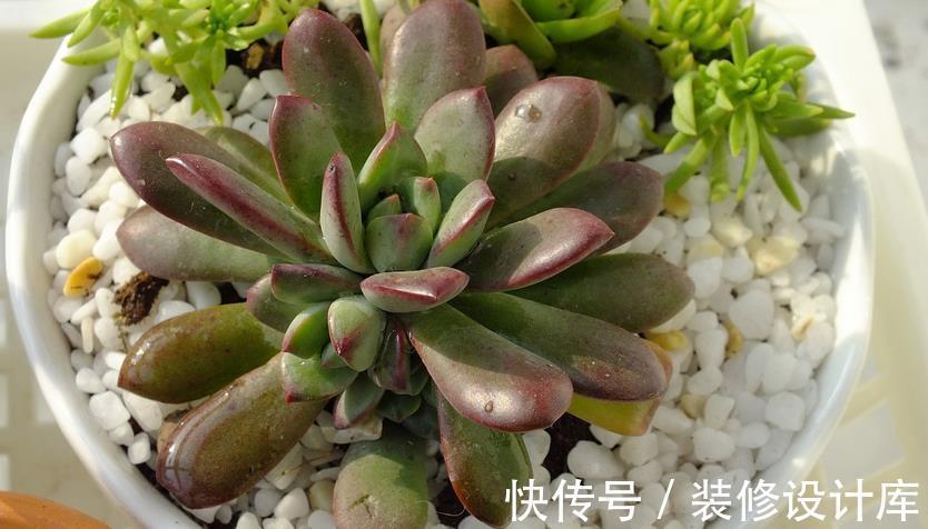 时节|9月养多肉，不要粗心大意，注意这3点盆栽才能平稳生长