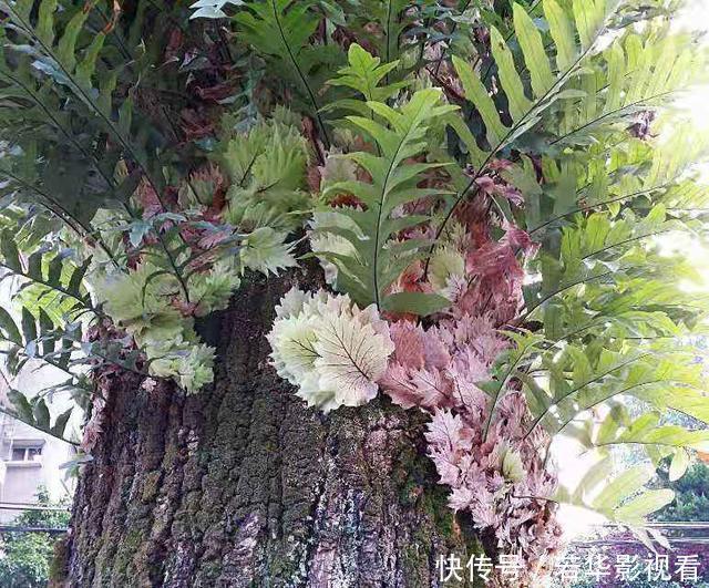 蛀牙|这种野草很珍贵，喜欢附大树上生长，现在很少见人称“槲蕨”