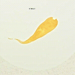 示范&用没骨技法画胡萝卜和鸢尾花,这样的示范案例领你入门