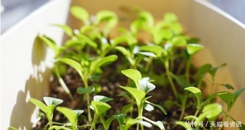 几种蔬菜,最适合阳台栽种,占地不大长势快,种几盆半月就能吃