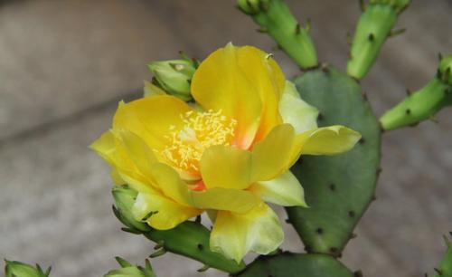 技巧|养了三年的仙人掌,今年开花了,拍照给大家看看,内附促花技巧