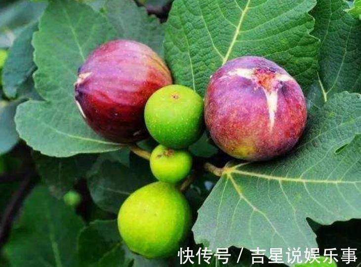 香甜可口|3种水果种阳台上,当年果子挂满枝,随吃随摘无公害,全家乐呵呵