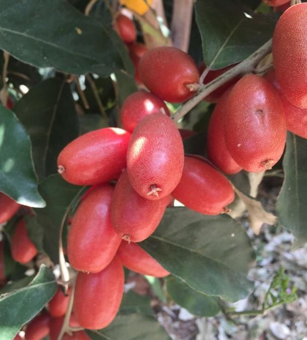  花卉|重视这种植物，你不吃亏，它用途广泛价值也高