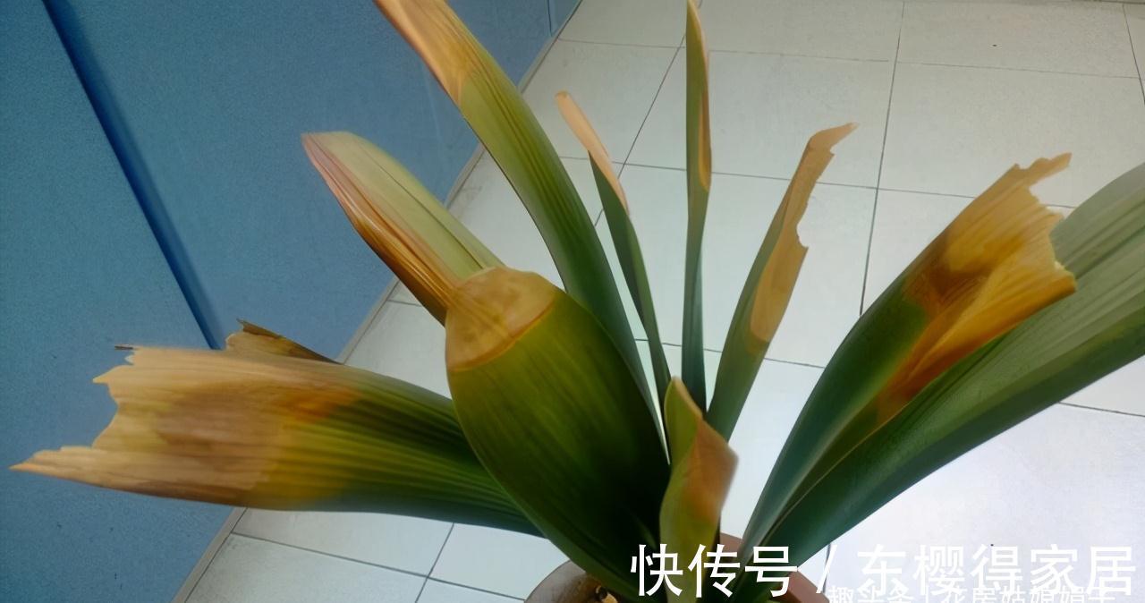 叶芽|君子兰不能随意“砍头”，操作需谨慎，要做好这几件事，成活率高