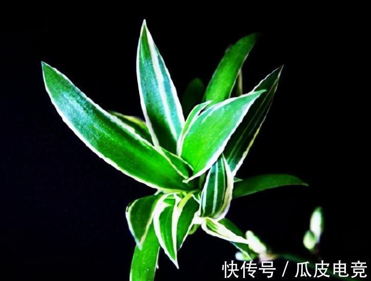 一氧化碳|卧室放这四种植物,对人体大有好处