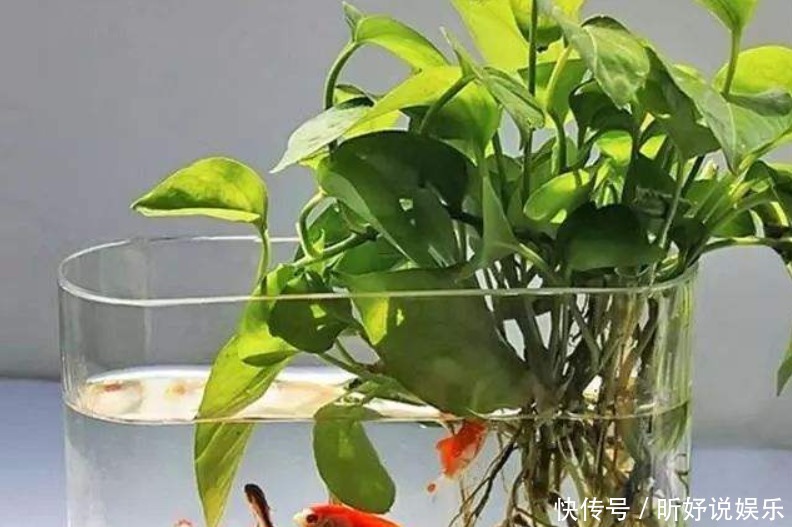 不用|养鱼水浇花不用再施肥新手别乱用,很容易烂根又烂叶!