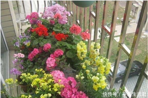 什么花适合养在家里,漂亮而且还不容易死老花农的2个答案!