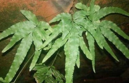 老水井|老水井边的这种草,人称八字龙,如今不多见,能抗癌,看到别乱拔