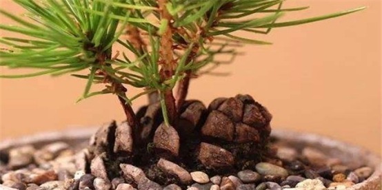 一个小松塔放进花盆,不久就变小松林,没曾想长得这么美