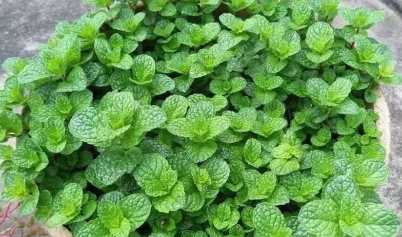 老中医都喜欢的4种花,人养花,花也“养人”,新手也能轻松驾驭