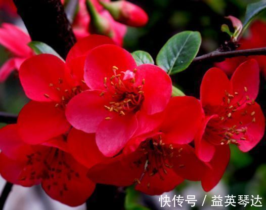 养花就养这几款,花朵小巧玲珑,清新脱俗,懒人最爱
