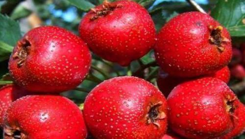  延年益寿|女人想年轻漂亮，要常吃3物，美白嫩肤，延缓衰老，延年益寿