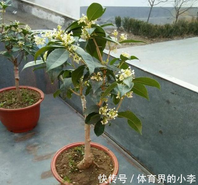 这2种花你确定不养吗,随便都能扦插繁殖,越养越多还能卖