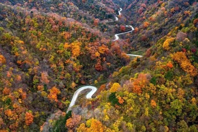 旅游|金秋十月秦岭风景廊道万山红遍，留坝红叶奇幻游拉开帷幕