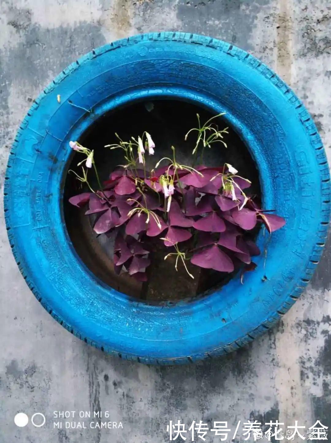 旧筷子、老干妈瓶别扔,拿来养花效果好,省下一笔养花钱