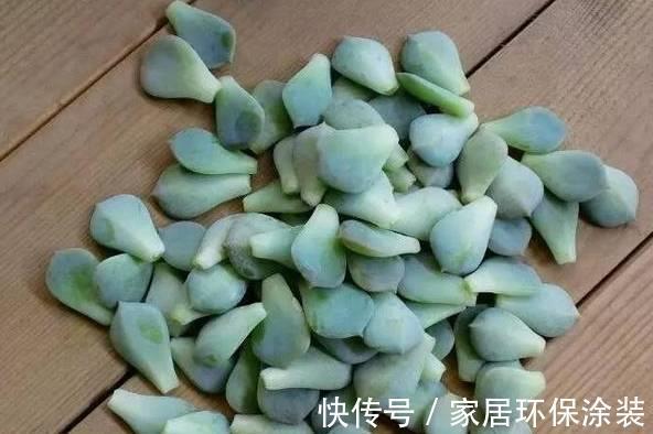 叶插|多肉这样叶插成功率高，分分钟能长根发芽，你清楚嘛