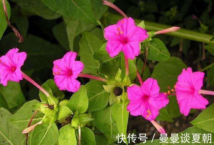 观赏价值|农村地里的“地雷花”,对女性有好处,活血调经,子宫越来越干净