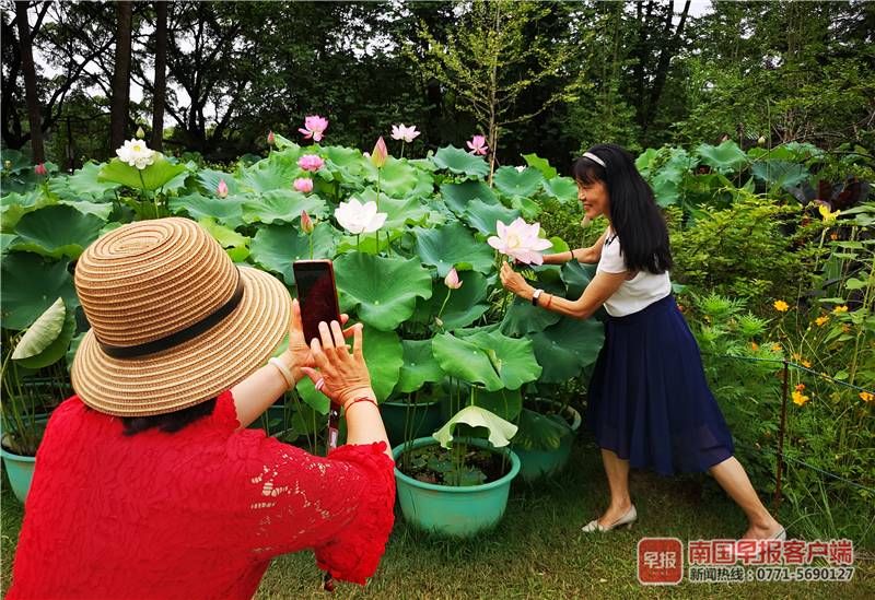 半节藕能种出荷花