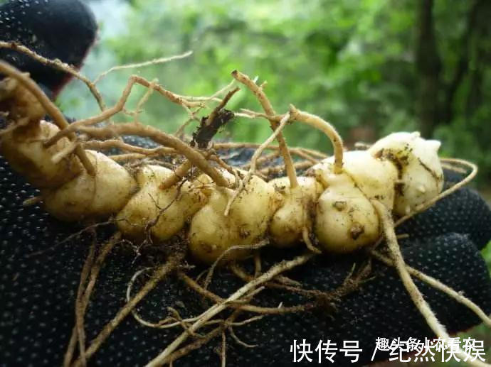 博物志|价值不输人参,过去用来喂猪,如今被大面积种植,30元一斤很抢手