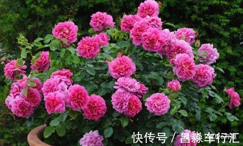 喜欢玫瑰，不如养“珍稀品种”安妮公主，花团锦簇，芳姿耀眼