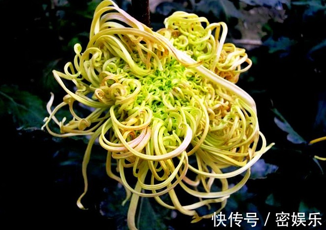 大圆盘|喜欢菊花，不如养盆“菊中珍品”唐宇祥龙，似龙游九州，金光闪闪