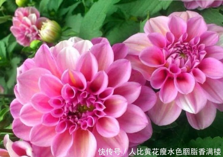 家里养上4种花，个个美出状态，花朵迷人，阵阵花香