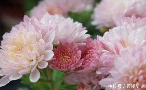 适合阳台养的花卉，花大色艳很漂亮，新手也能养爆盆