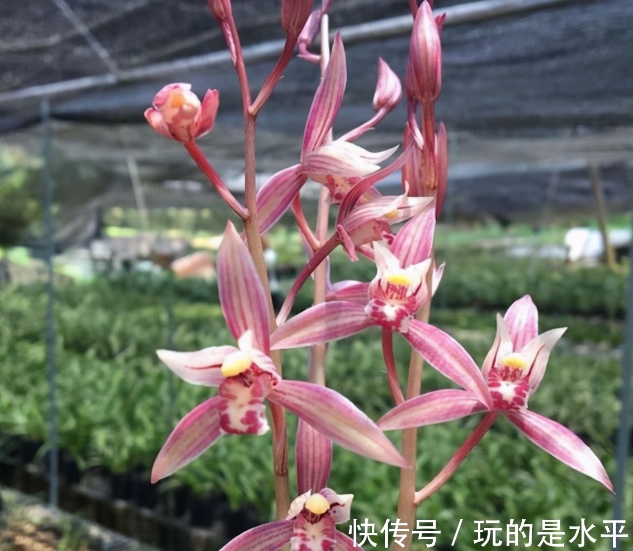 叶片|一款被名字耽误的兰花,开花勤,花色艳,性价比高,适合新手