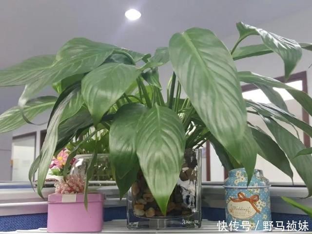 叶子|6种花一天不浇水,叶子就耷拉,缺水3天就死翘