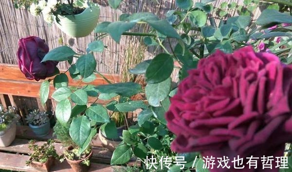 花朵|30个浓香月季品种,你喜欢哪一种养一棵满院飘香!