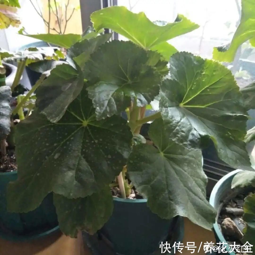 9种花，夏天休眠了，一定少浇水，否则越浇越死