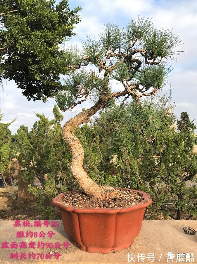 植物体|玩好盆景不容易,玩死它却是手到擒来