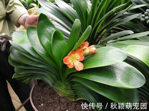 盆栽|为什么盆栽君子兰长势不佳?找准这3方面原因,叶片突突长不停