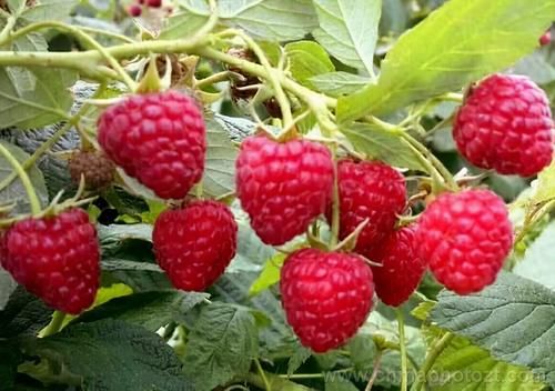 枸杞菜|夏天到了，适合常吃三种食物，排毒养颜，滋养肌肤，安神助眠