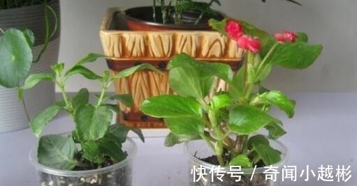 四季海棠|养盆这一种花，遇土就活，四季开花，种一盆，开一年，美过绿萝！