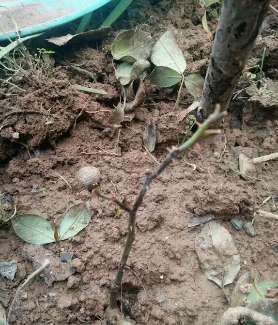 杀菌|月季得叶枯病怎么办?教你“2法”,大蒜水浇灌,快速告别叶枯病